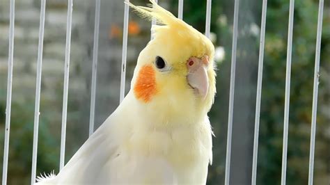 Best Talking Cockatiel - YouTube