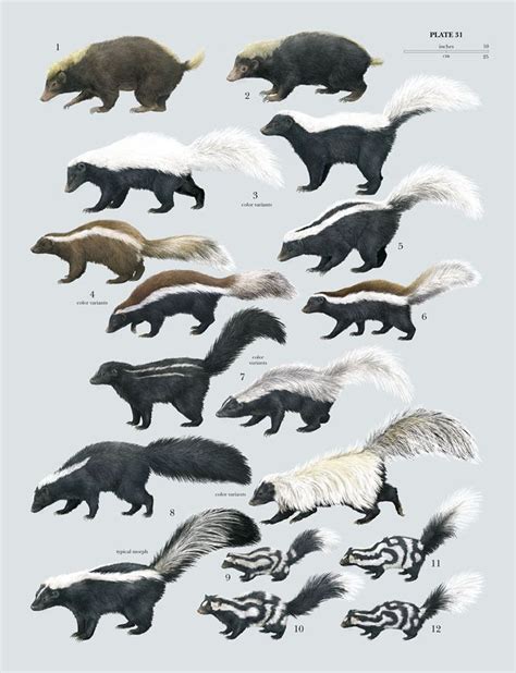 Thylacinus cynocephalus — Mephitidae: Skunks (Author: Toni Llobet) Mydaus... | Mammals, Animals ...