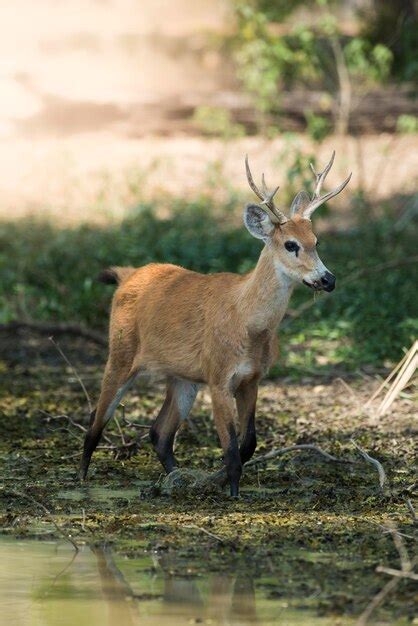 Premium Photo | Marsh deer pantanal brazil