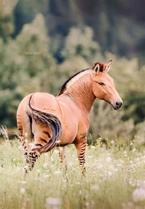 I Took Photos Of A Zorse – The Hybrid Between A Zebra And A Horse | Bored Panda Interesting ...