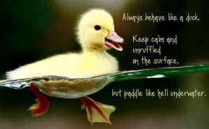 Like A Duck Quotes. QuotesGram