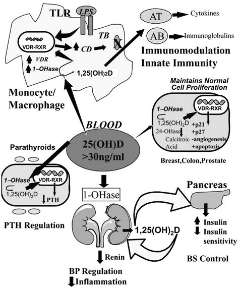 Metabolism of 25-hydroxyvitamin D [25(OH)D] to 1,25 dihydroxyvitamin D... | Download Scientific ...