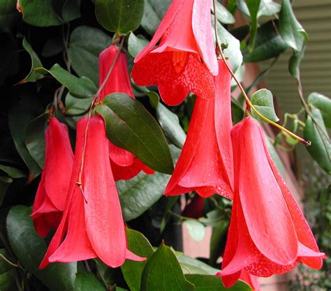 Lapageria rosea -- The Chilean Bellflower ("Copihue")