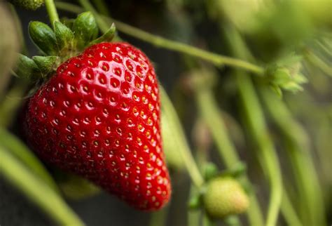 UC Davis Releases 5 New Strawberry Varieties | UC Davis