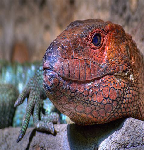 Caiman Lizard | Info-Facts and New Photos 2012 | The Wildlife