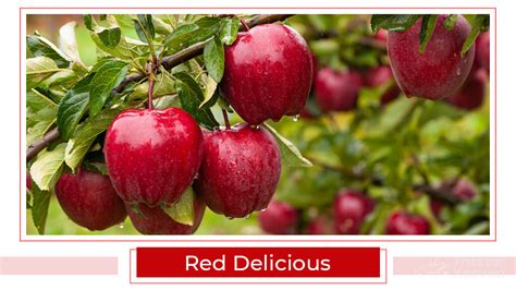 Top 15 Apple Varieties in India | Types of Apple