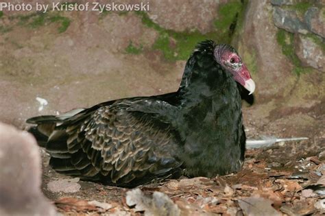 Turkey Vulture Nesting Sites