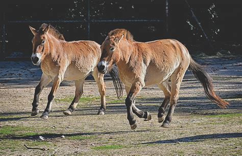 Foto: Caballo de Przewalski | 10 animales que están empezando a salir ...