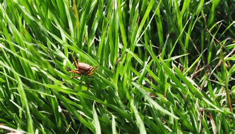 Effective Post Emergent Crabgrass Killer Options