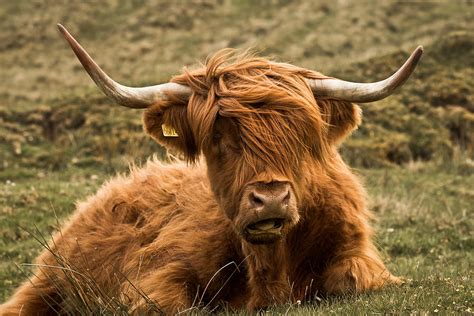 Highland Cattle | Interesting Facts & Photographs | All Wildlife ...