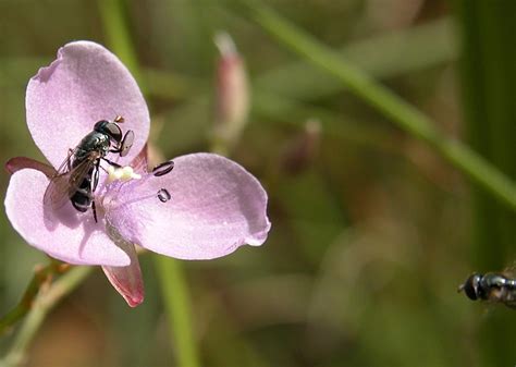 Native-bee-mimic Fly - Eumerus peltatus