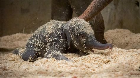 Baby elephant born at Columbus Zoo, shows off its cuteness immediately | WSYX