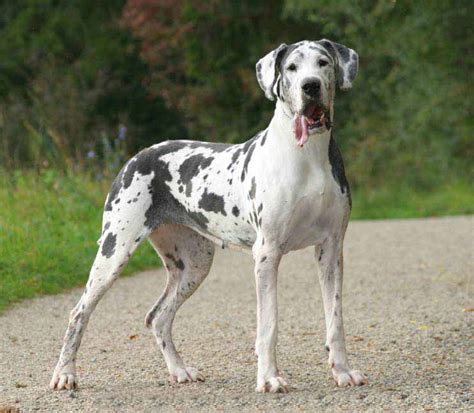 Great Dane Names: Unique Male & Female Names For This BIG Breed