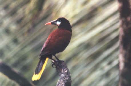 Honduras Birds during Focus On Nature Tours