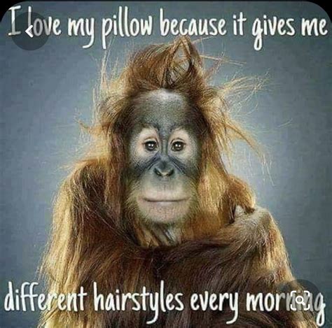 Pin by Leah Valenzuela on HAIR | Funny animal faces, Monkeys funny, Good morning funny pictures