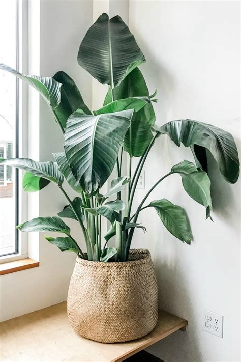 Strelitzia 'White Bird of Paradise' | House plants indoor, Plant decor ...