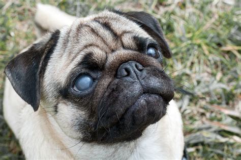 Dog Blindness: Causes, Symptoms, & Treatment | Dutch