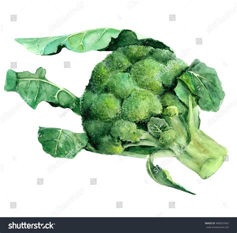 Broccoli Hand Drawn Watercolor Painting On Stock Illustration 488507965 ...