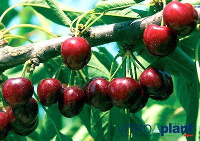 Sweet cherry tree varieties. Types of cherry, best cherries...