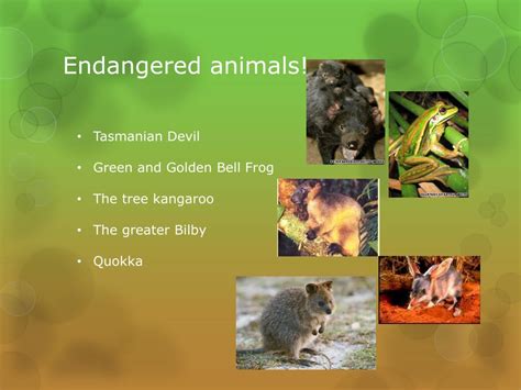 PPT - Australian Flora and Fauna PowerPoint Presentation, free download ...