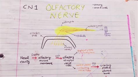 Olfactory Nerve Path + Lesions | Cranial Nerves MADE EASY - YouTube