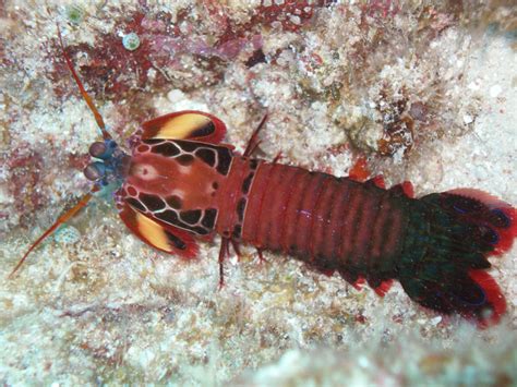 Creature Feature: Peacock Mantis Shrimp | Western Australian Museum