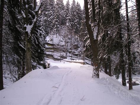 Bridge and snow in the forest Free Photo Download | FreeImages