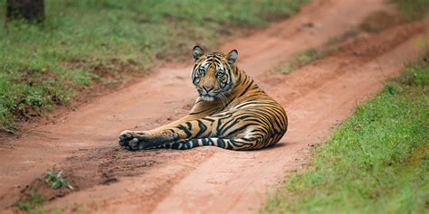 Sariska Tiger Reserve