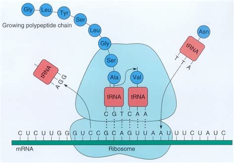 Diagram of 2.6 - Protein Synthesis - Translation | Quizlet