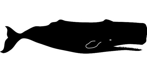 Download Sperm Whale, Physeter Macrocephalus, Cachalot. Royalty-Free Vector Graphic - Pixabay