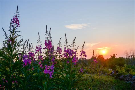 Summer Solstice in Alaska: How & Where to Celebrate in 2024