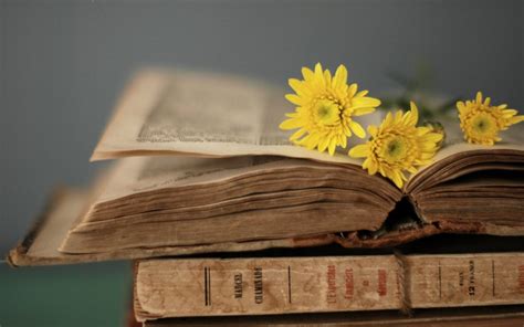 nice 20+ Awesome Still Life Photography Ideas using Books | Book flowers, Old books, Book wallpaper