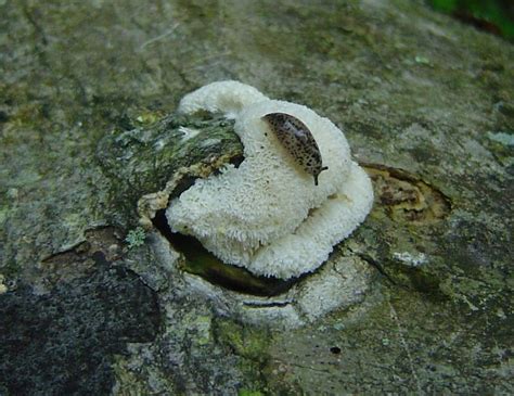 Poria fungus at Indiana Mushrooms