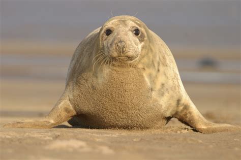 Grey seal - People's Trust for Endangered Species