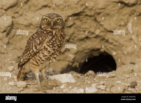 Burrowing owl at nest burrow entrance Stock Photo - Alamy