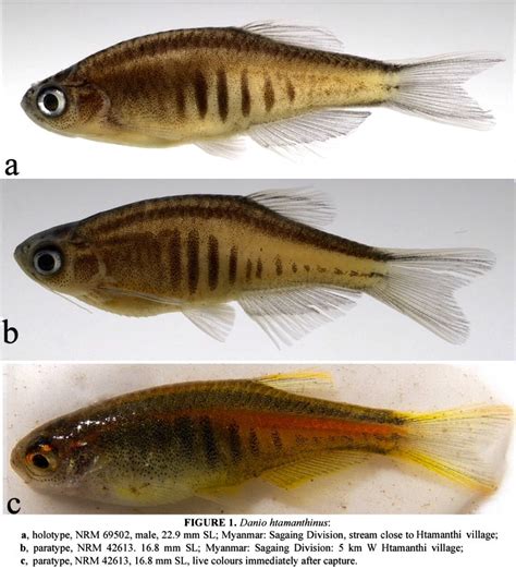 Species New to Science: [Ichthyology • 2016] Danio htamanthinus • A New Species of Miniature ...