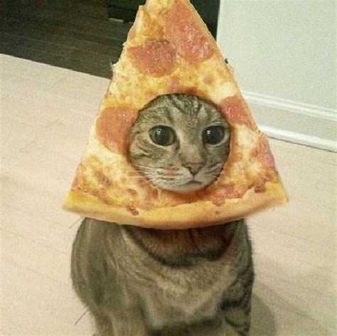 The Daily Cute: Pizza Cats | Funny animal pictures, Cute animals, Pizza cat