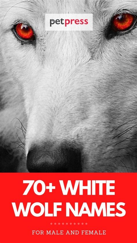 Best 70+ White Wolf Names: Male And Female