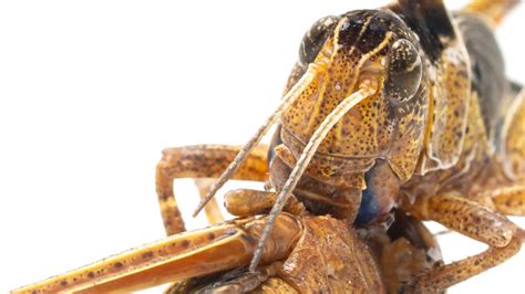 Swarming locusts can deploy a chemical to avoid being cannibalized