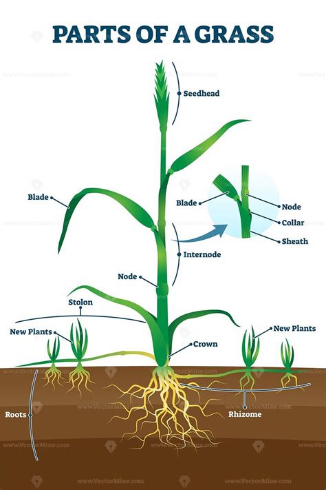 Parts of grass with educational labeled structure anatomy vector ...