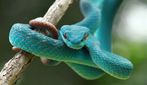 How Many Species Of Snakes Are There? - WorldAtlas