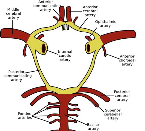 Blood Supply to the Brain Flowchart: Complete Steps