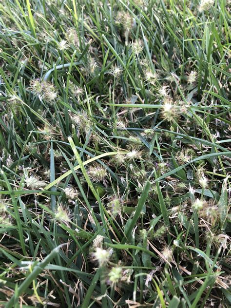 Is this crabgrass seed head? 7a Texas Panhandle : r/landscaping