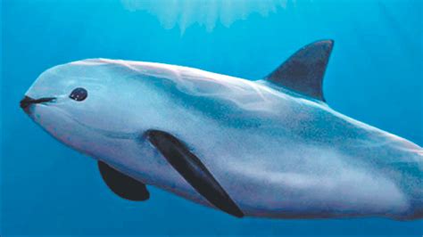 Trained dolphins to help save endangered species - Post Courier