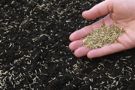 How to Sow Grass Seed | Complete Guide | Bury Hill Topsoil Blog