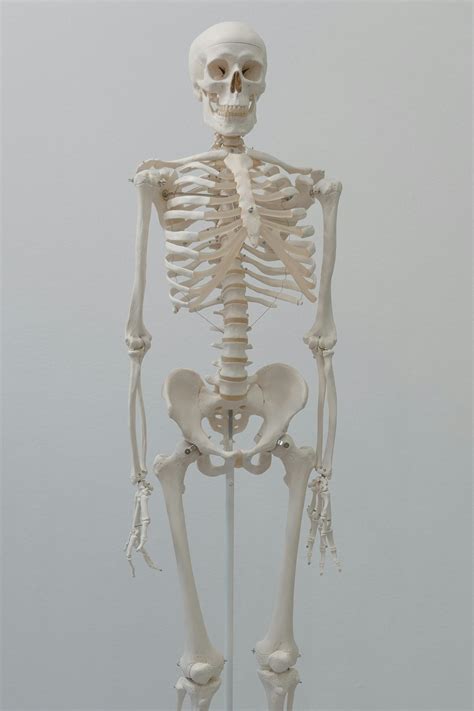 Human Skeleton Model · Free Stock Photo