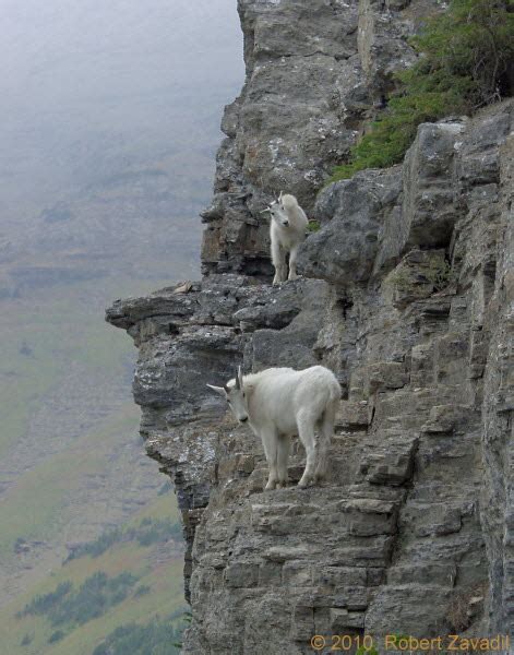 Mountain Goats Photo - Glacier Park Photo Gallery