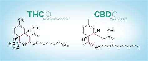 CBD Vs THC – What Is The Difference? | LaptrinhX / News