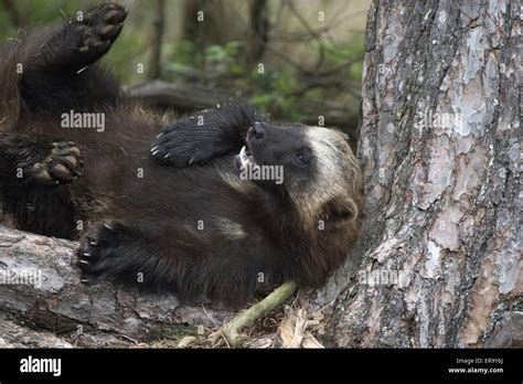 Wolverine animal with prey hi-res stock photography and images - Alamy