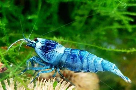 Blue Bolt Shrimp – Detailed Guide: Care, Diet, and Breeding - Shrimp and Snail Breeder